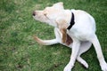 Beautiful puppy dog Ã¢â¬â¹Ã¢â¬â¹breed labrador in the garden Royalty Free Stock Photo